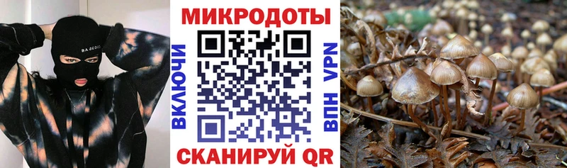 где продают   Отрадная  Псилоцибиновые грибы Psilocybine cubensis 